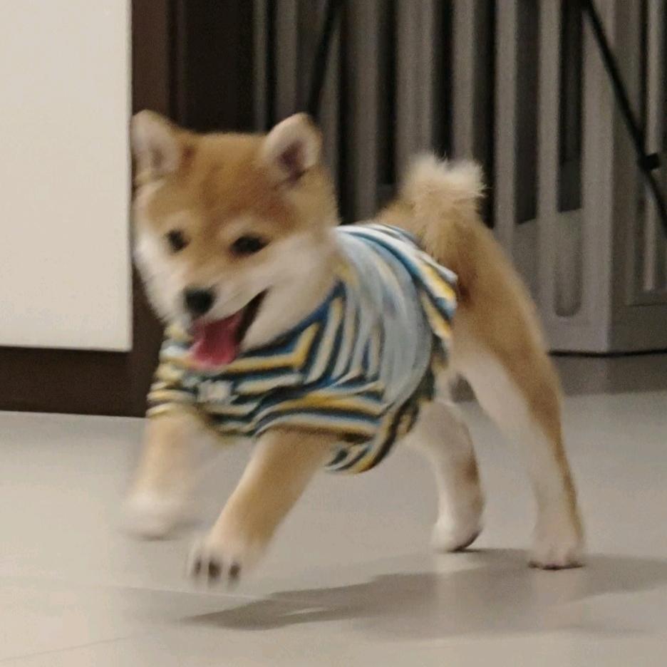 柴柴火锅