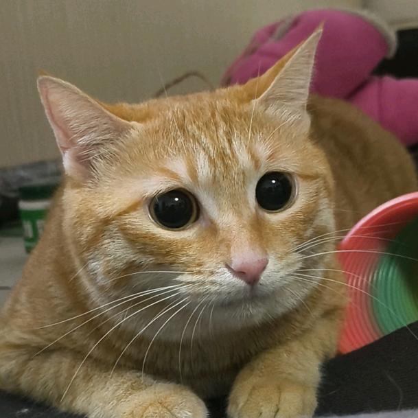 皮蛋本猫（CT）
