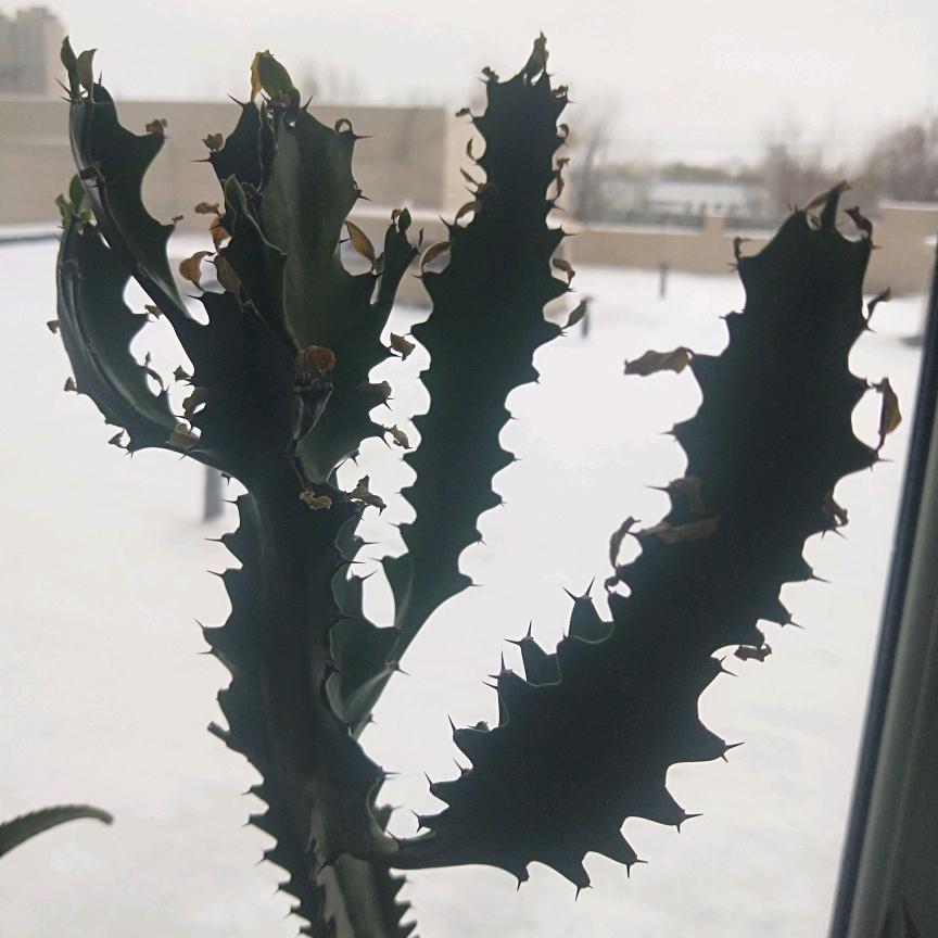 又是开心的一天