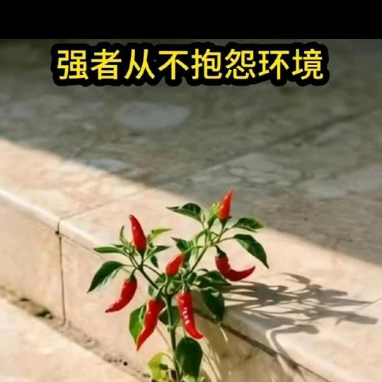 心向善