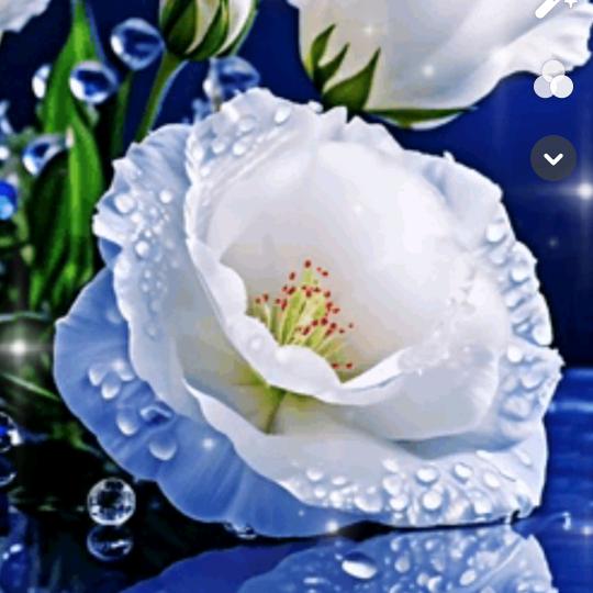 兰花草