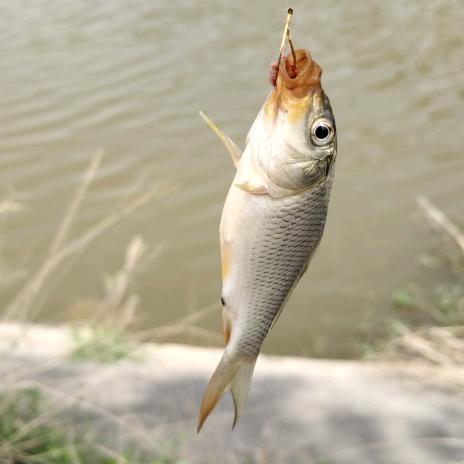 小🐟儿