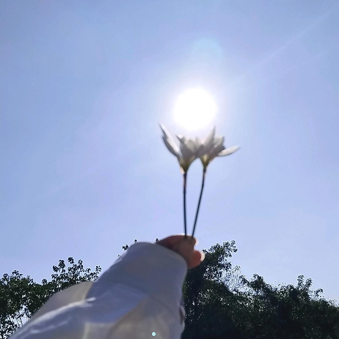 灰姑娘（彼岸花）