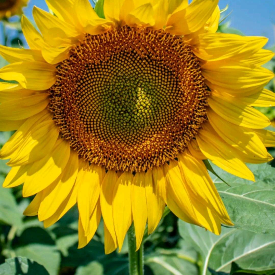 蕊蕊开心每一天