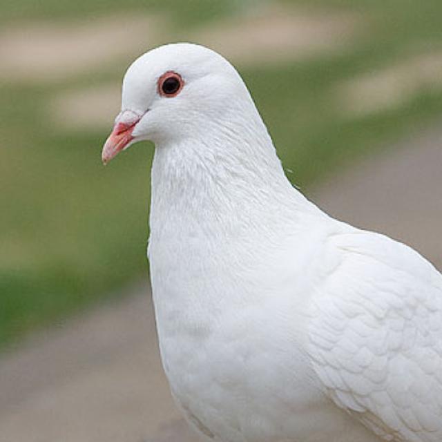 码头没有薯条只有成群的鸽子