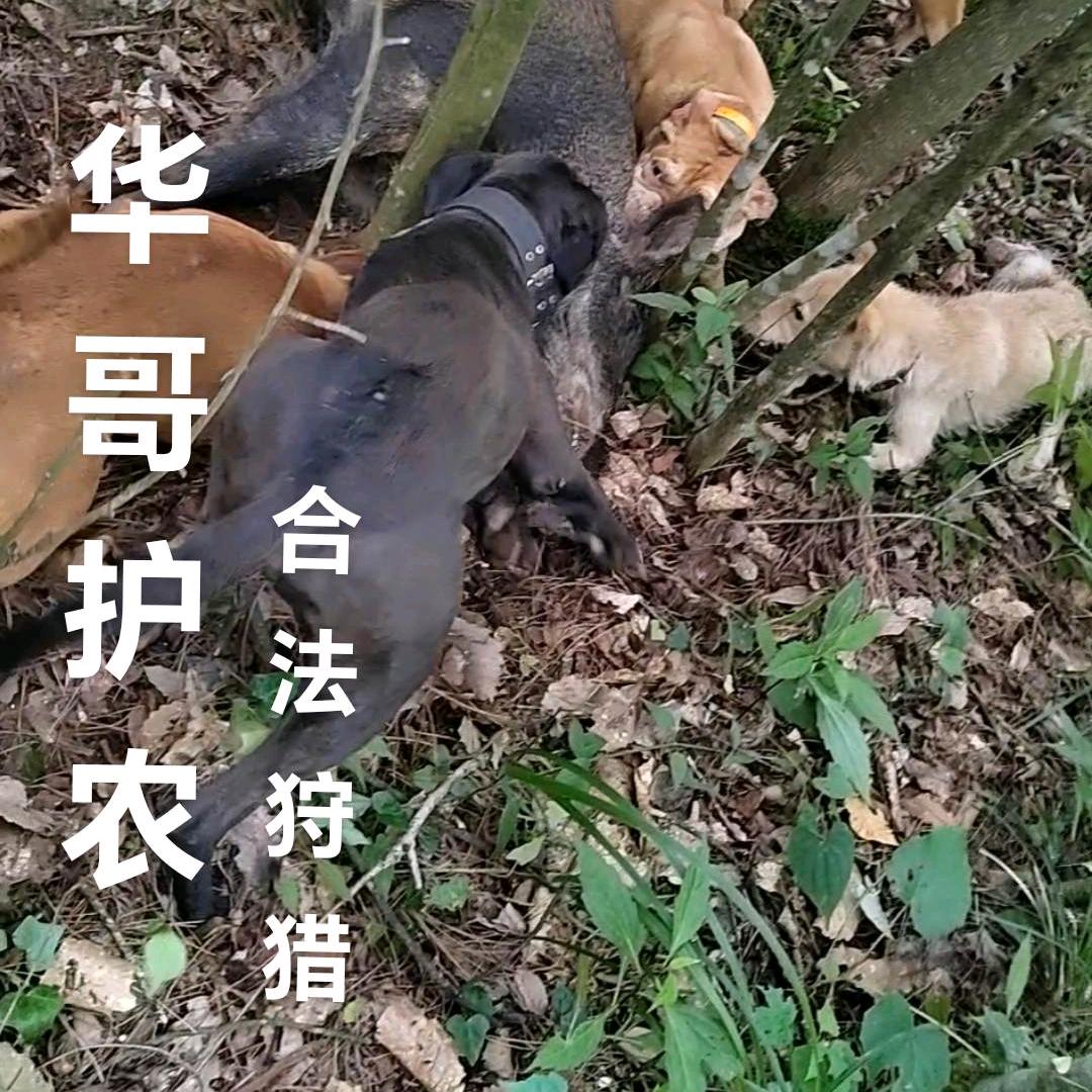 华哥（公益护农）小号