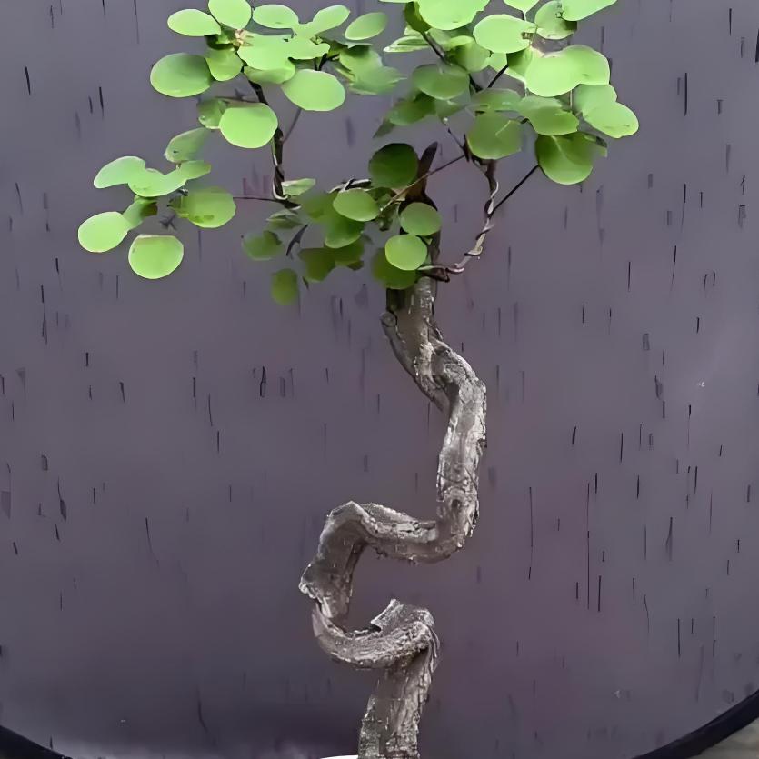 黄栌老桩素材！