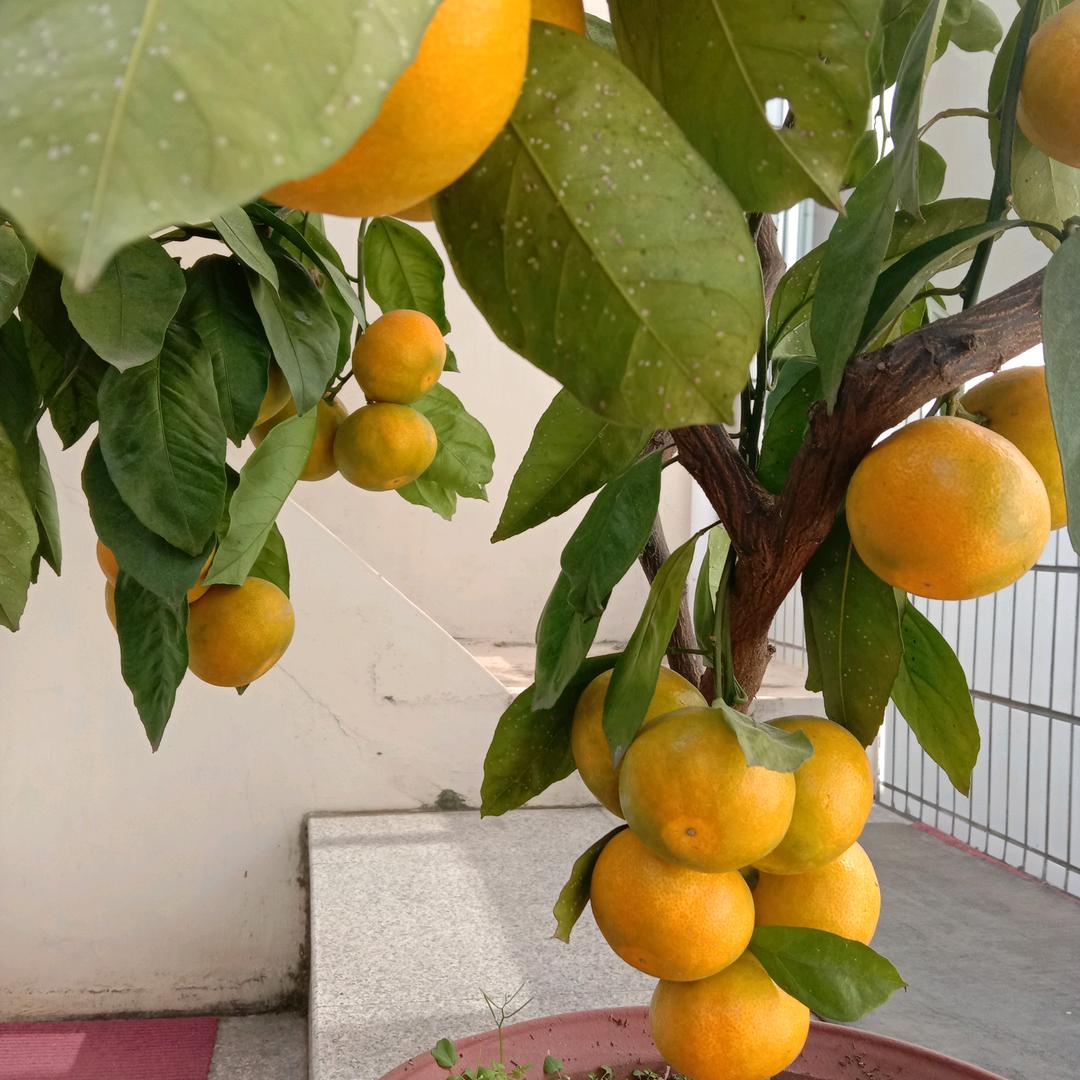 斯年
