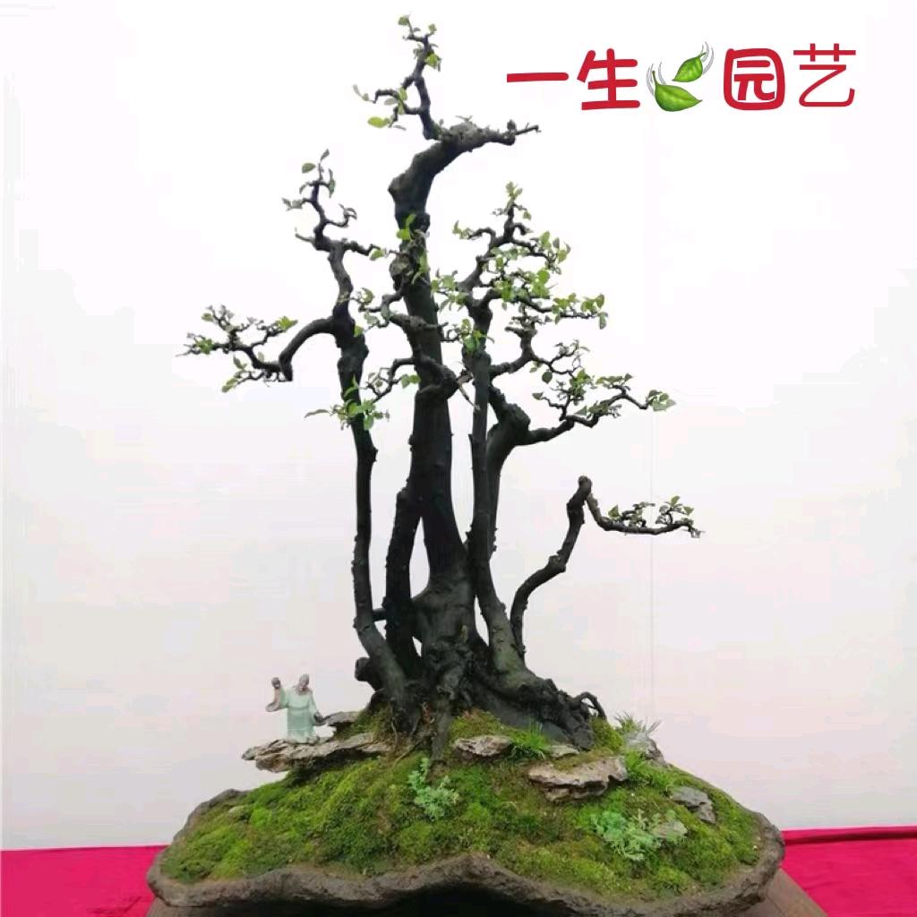 一生商品盆景