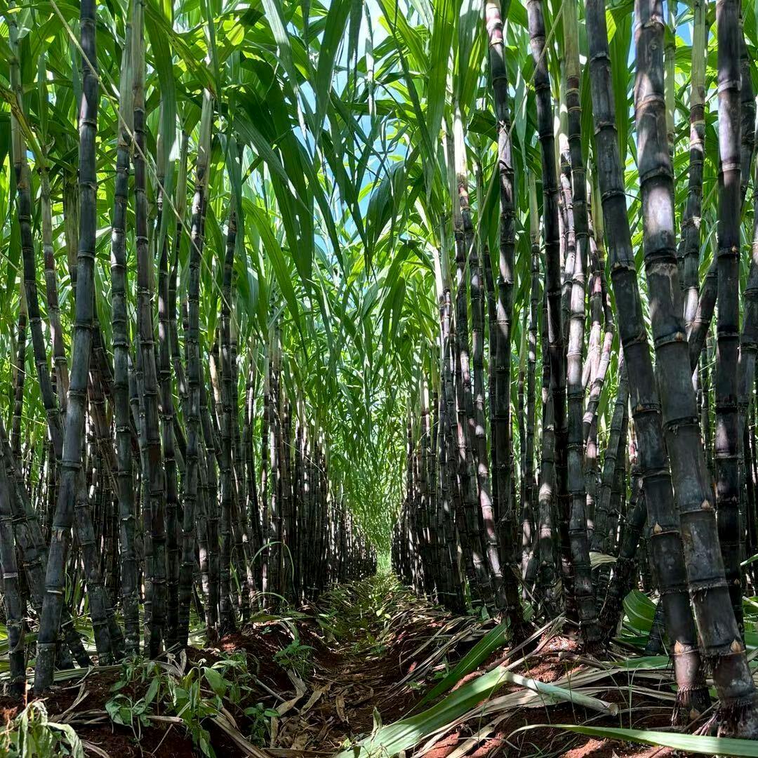 小王甘蔗批发