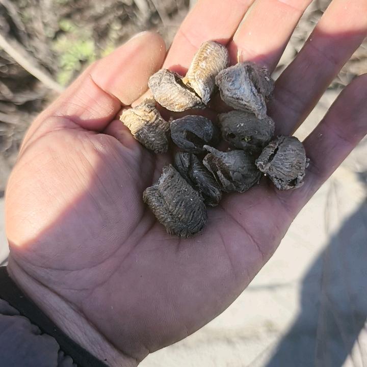 胖哥蝉蜕蜂窝