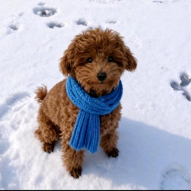 拾悦(泰迪福宝)