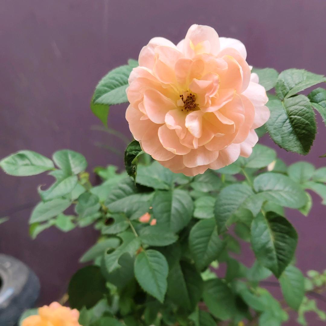 ꧁💞往事随风℘💞᭄᪲ᩚ