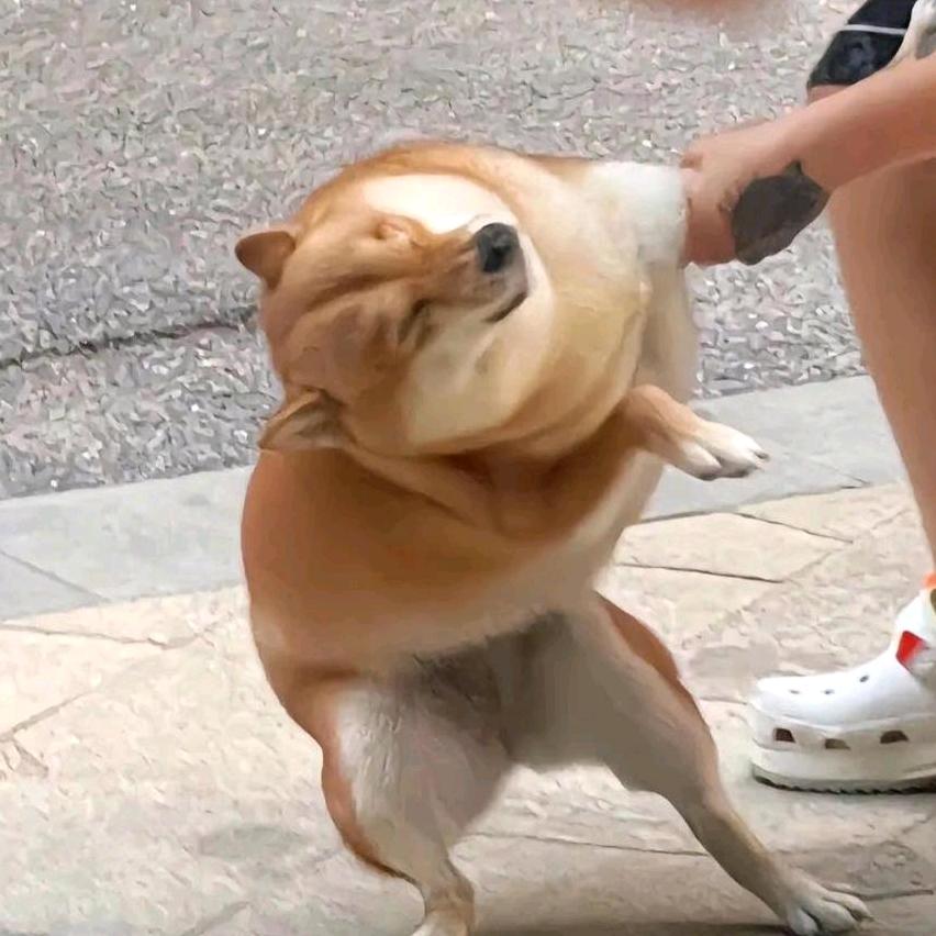 嗷嗷叫啥！