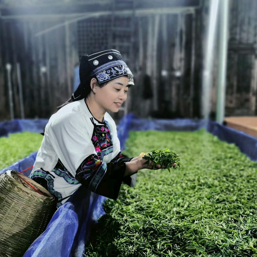 山枣溪莫姐(卡洞黄金茶源头茶厂)
