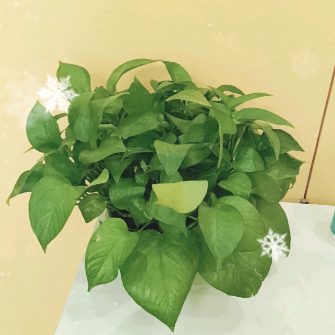 盛竹官方号