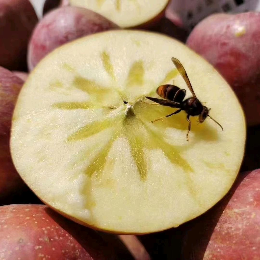 小蜜蜂的果园