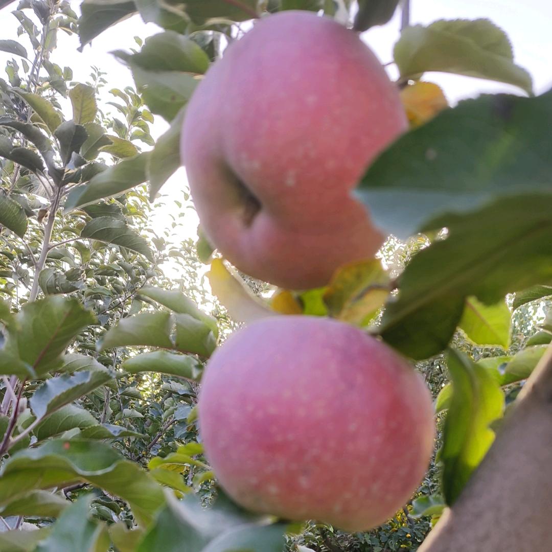 阿克苏冰糖心苹果🍎