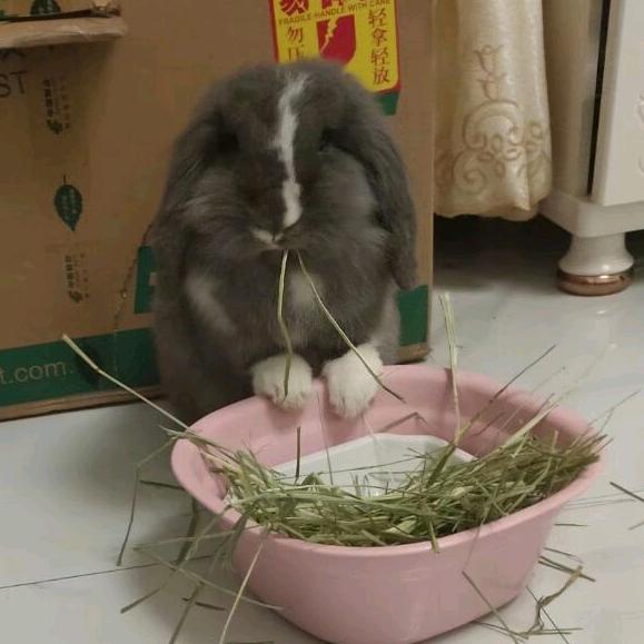可乐是垂耳兔兔