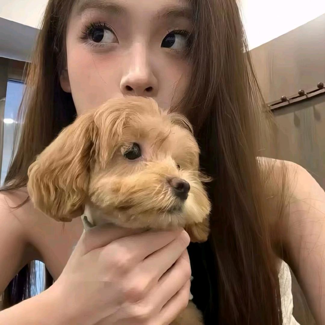 猫猫雪饼