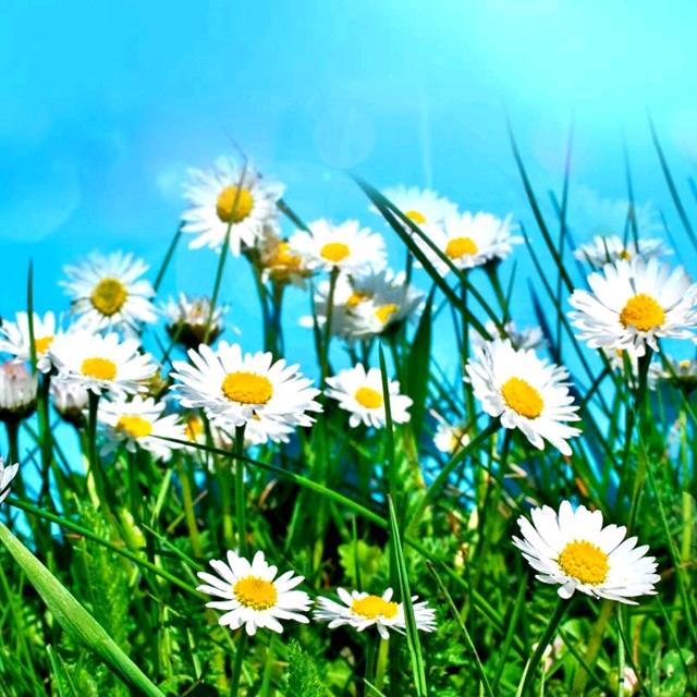 向阳而生🌻1005