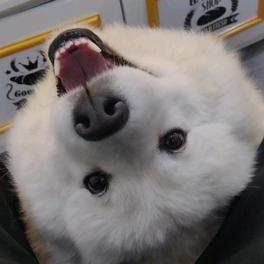 一只墨殇