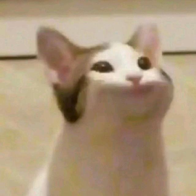pop猫猫