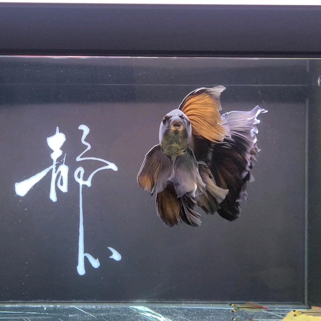 老K
