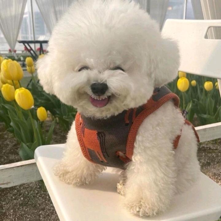 陈琴