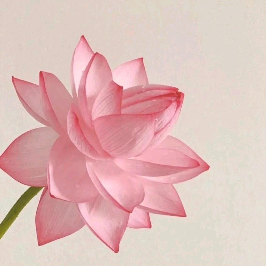 明天吃火锅