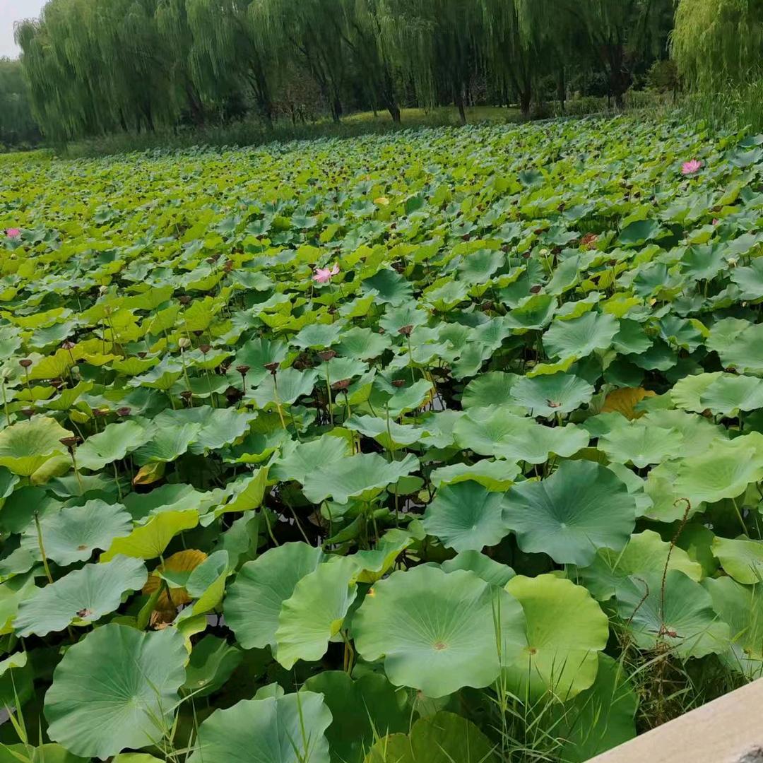 阳光璀璨