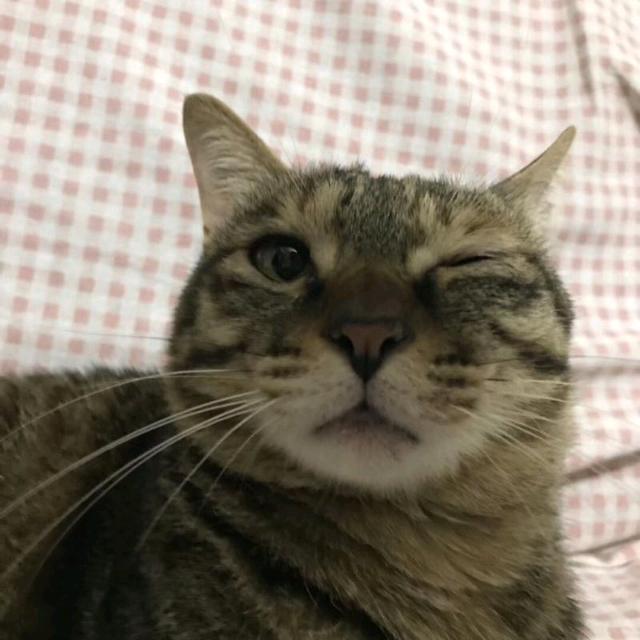 猫哥说动漫