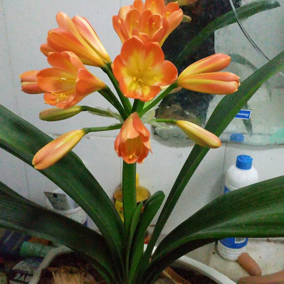 用户奋斗中6502388140862