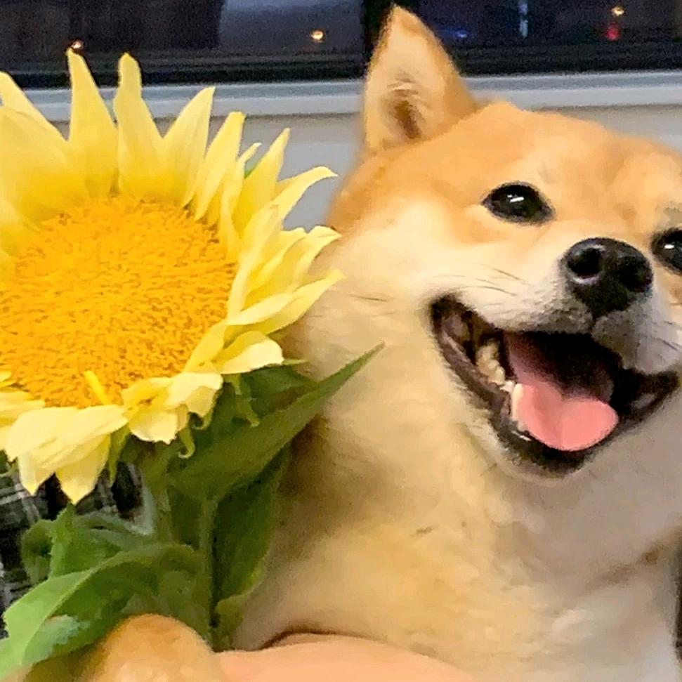 西呱双