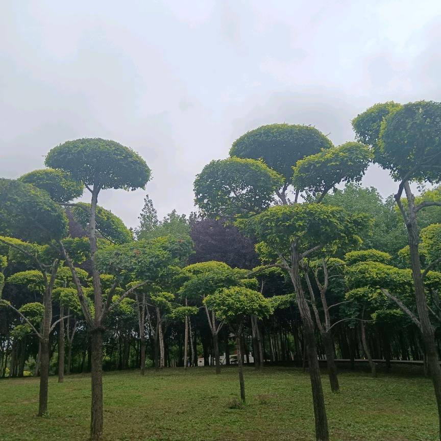 碧落纤凝