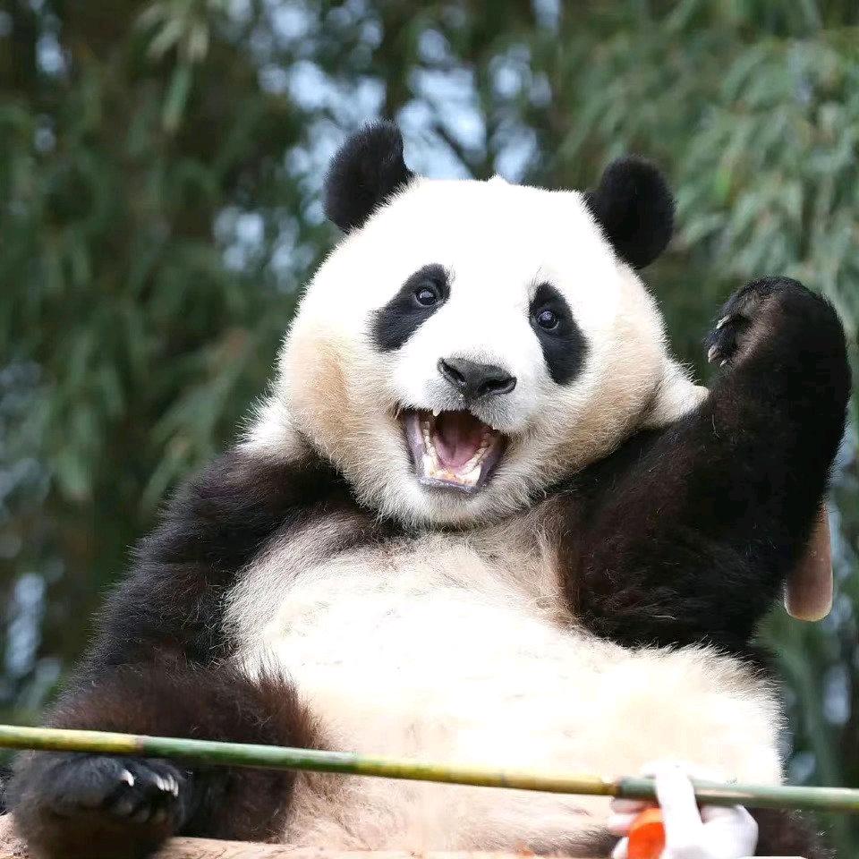 大孩儿