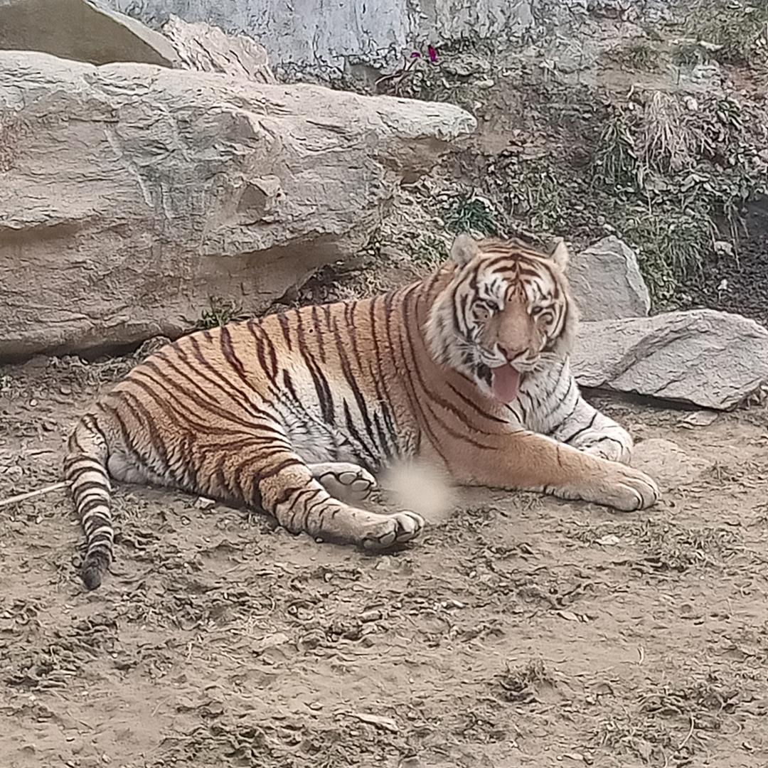 林海：四哥：：：：拒绝连赞。