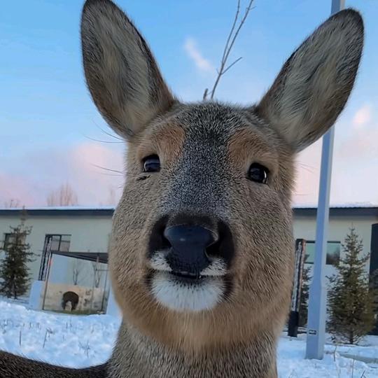 憨憨