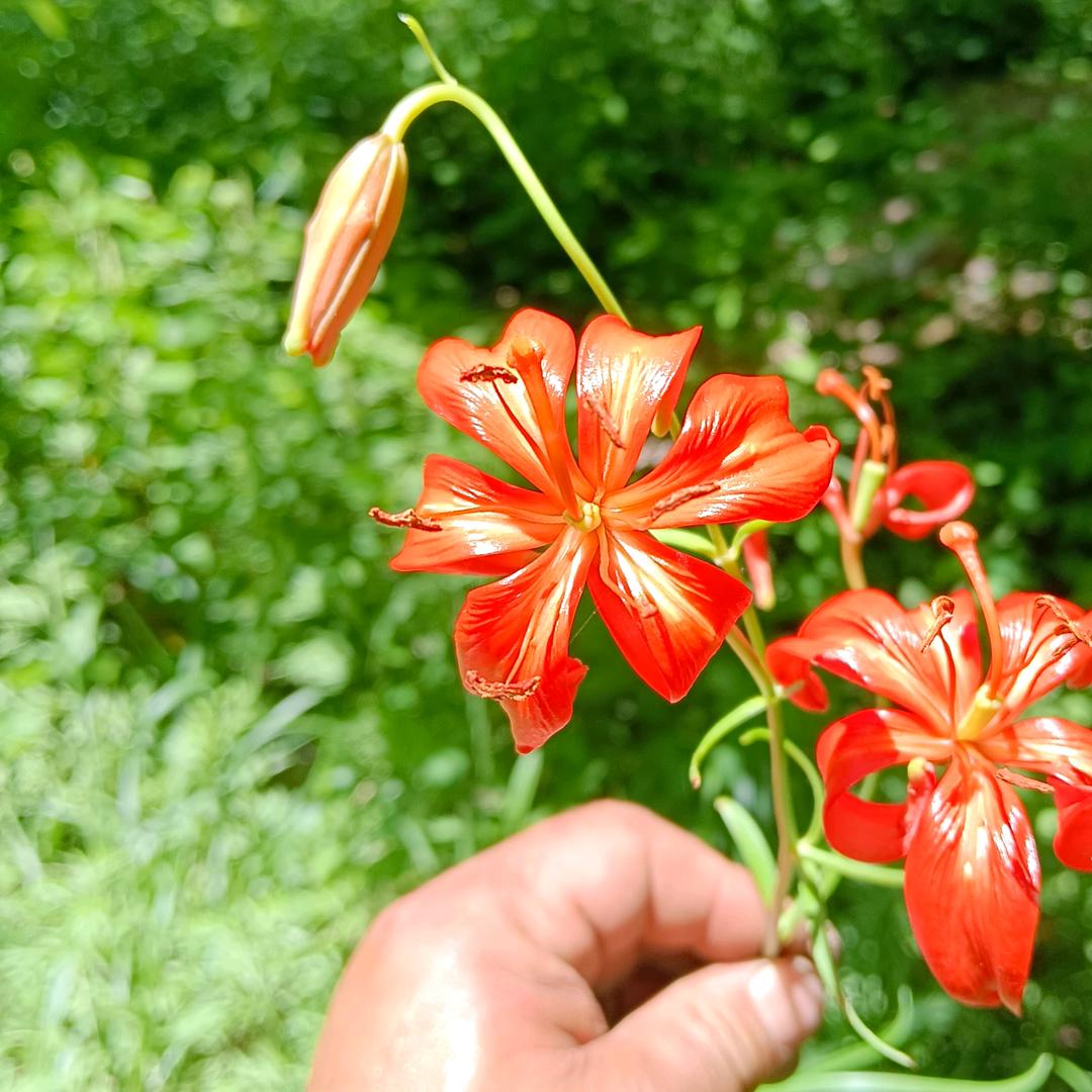 @小卜庭院奇石-景观树