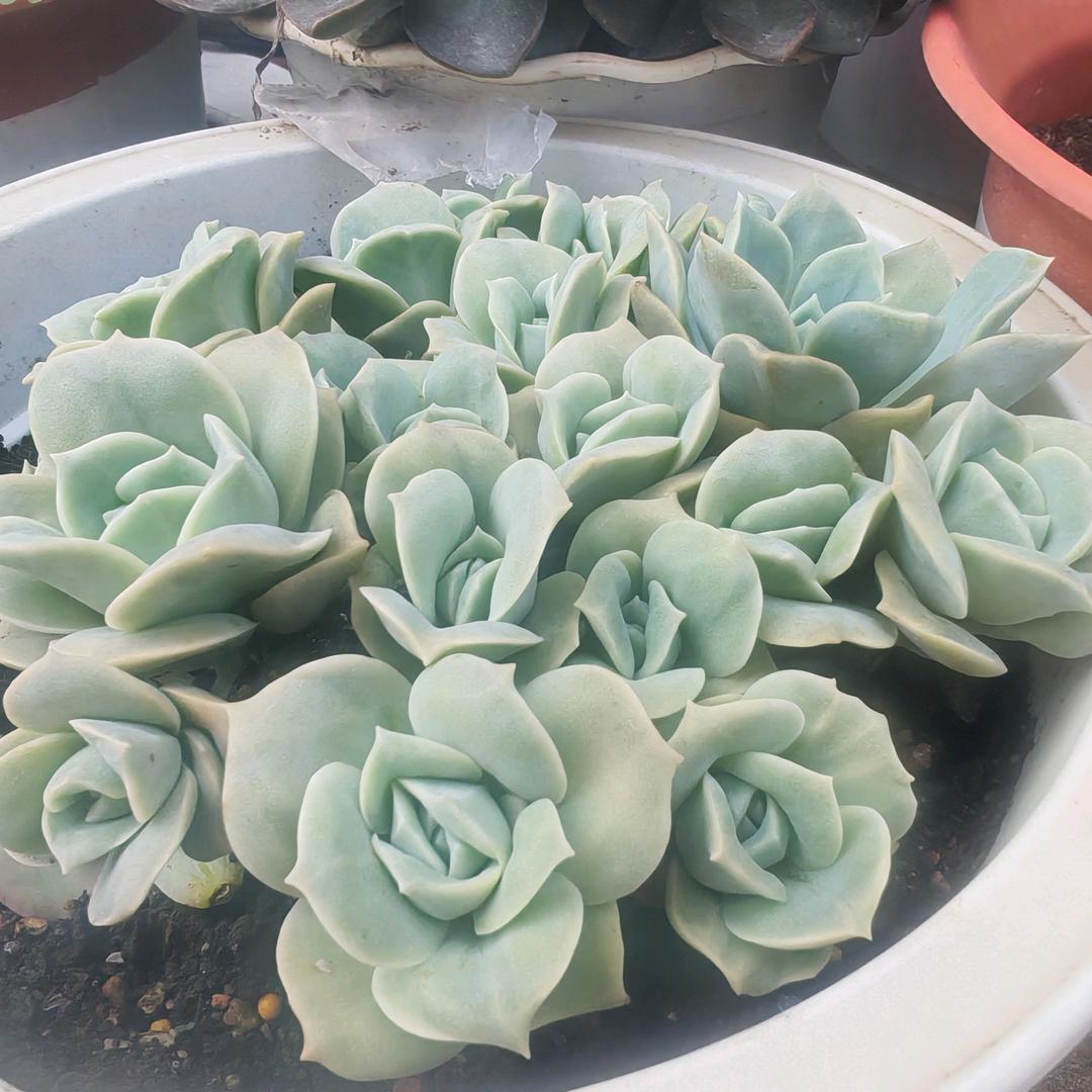 随心所欲的生活