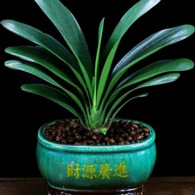 ꧁ 🦋劉🌹兄🦋꧂