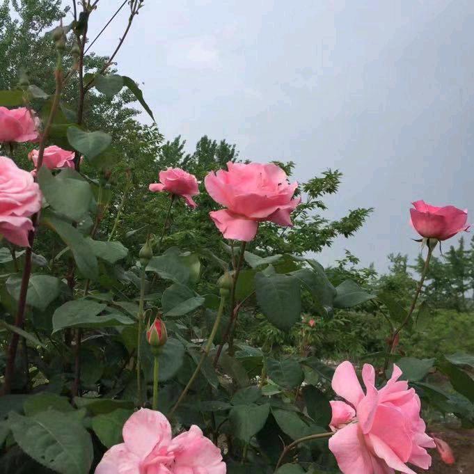 格格