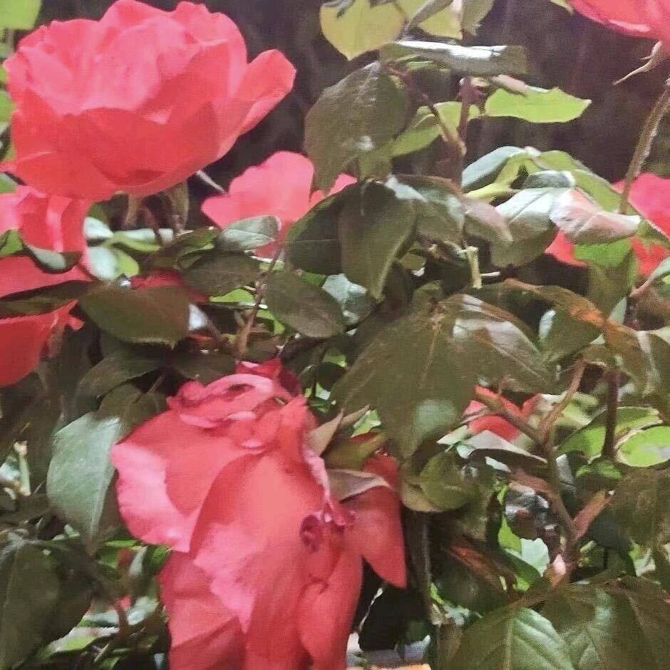慧慧奶奶