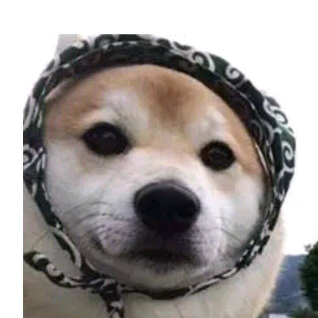 旺旺狗