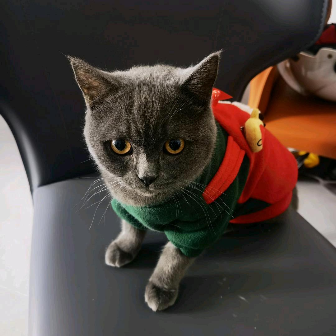 猫
