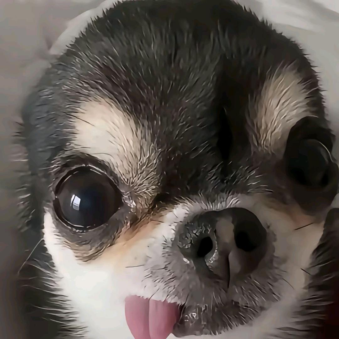 煎饼狗子.ᐡ•͈ ·̭ •͈ᐡ