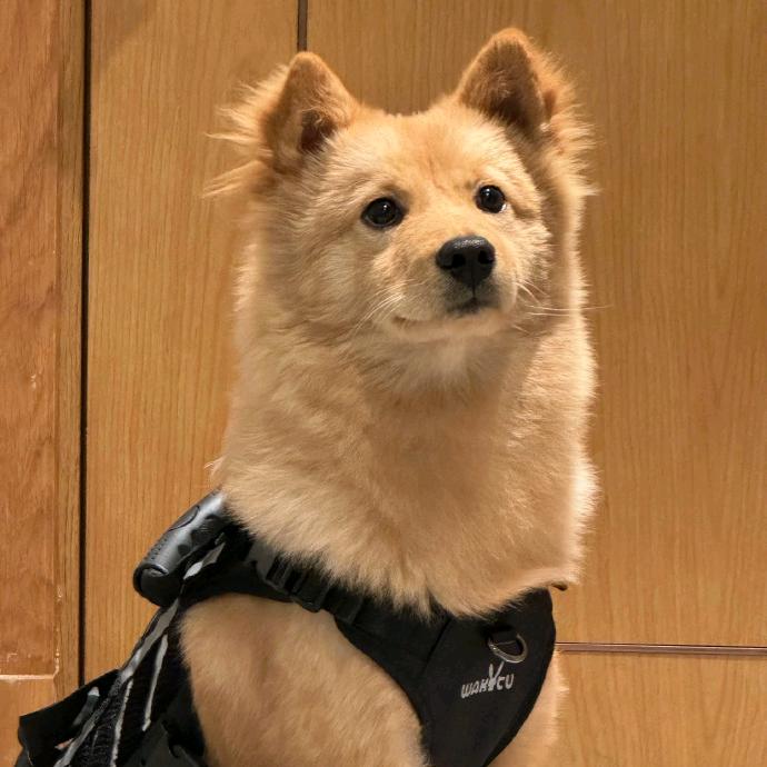 星宠田园犬