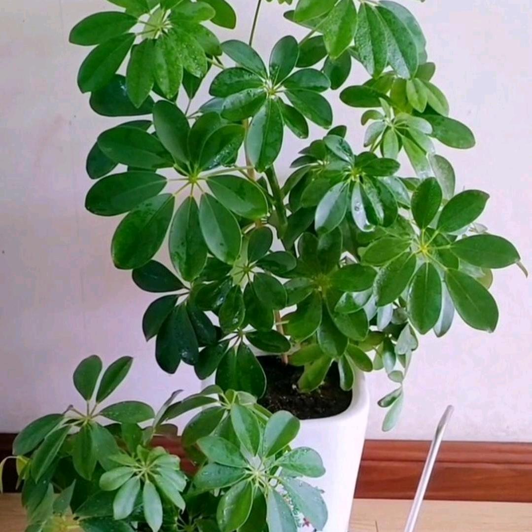 心无所谓