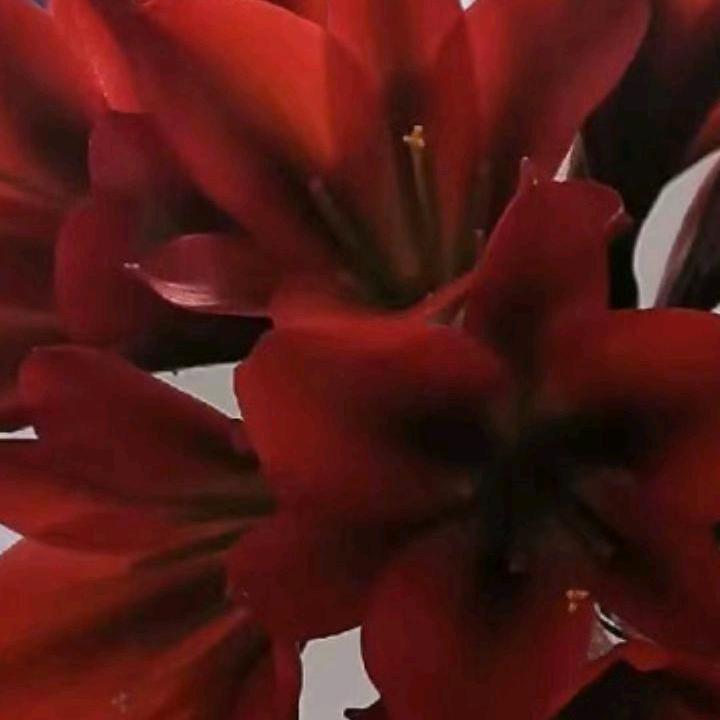 蒙城丑哥，吴比光荣83.10一89兵，