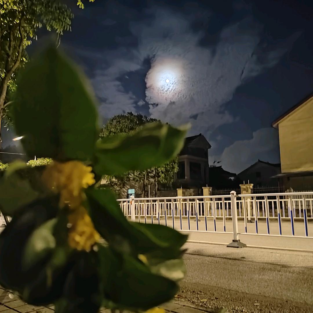 莎莉🍐